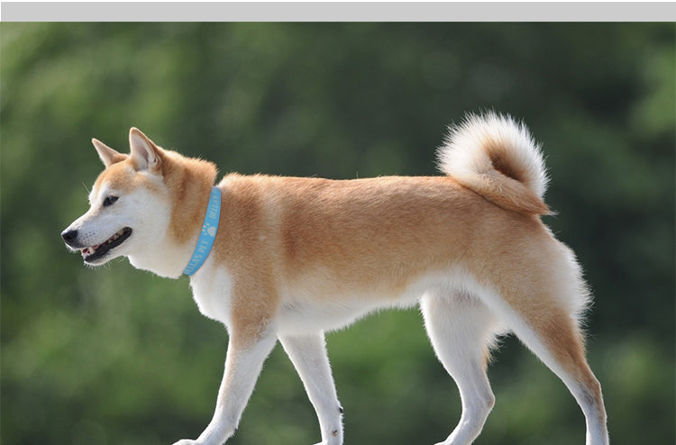 New Arrival Retractable Blanks Pet Collection Customized Sublimation Adjustable Dog Collar-l